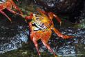 Thumbnail for Evolved to be camoflaged